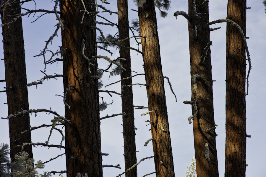 Pines 7931