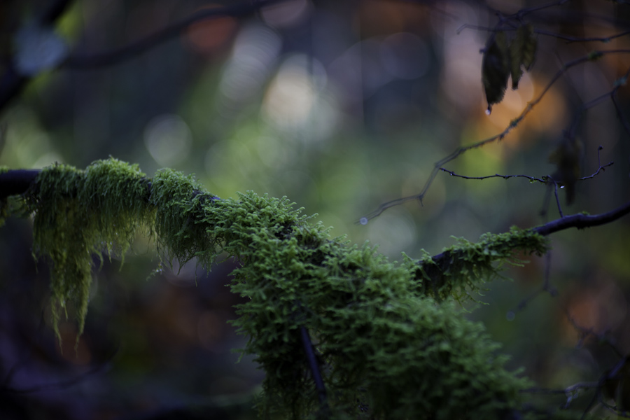 Rain Forest 7323