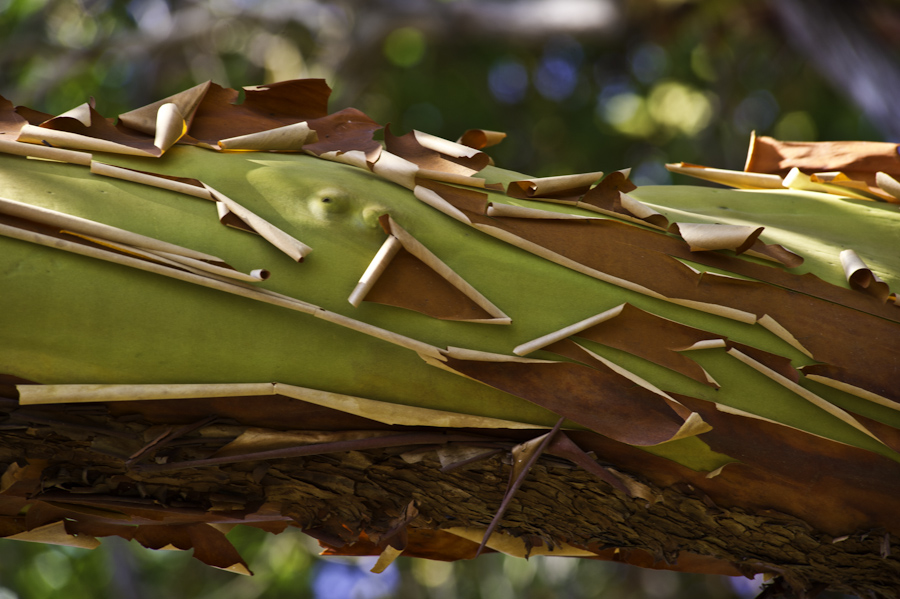 Hornby Madrone
