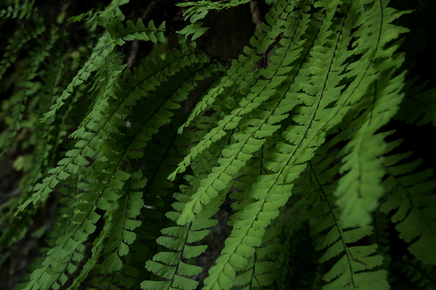 Bamfield Beach Ferns 3917