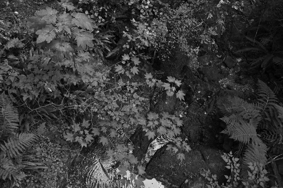 Bamfield Forest 3565