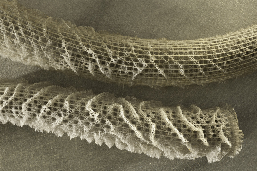 Coral Skeleton