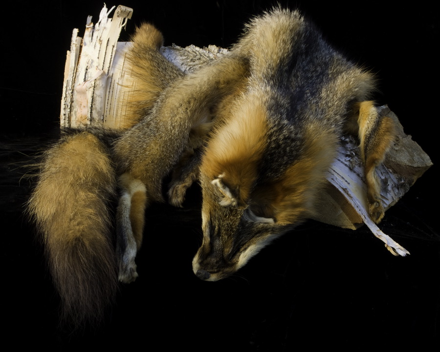 Fox Fur