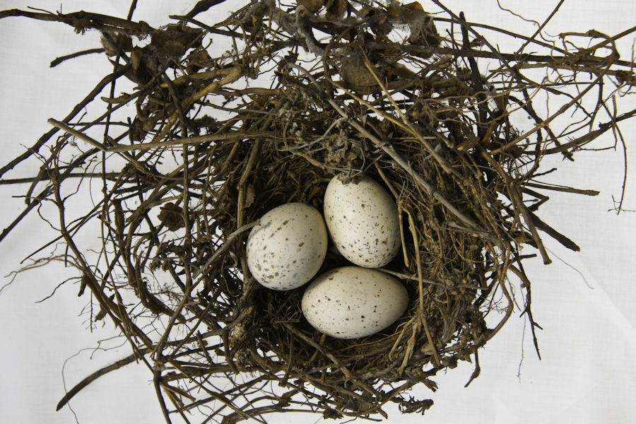Nest and Eggs