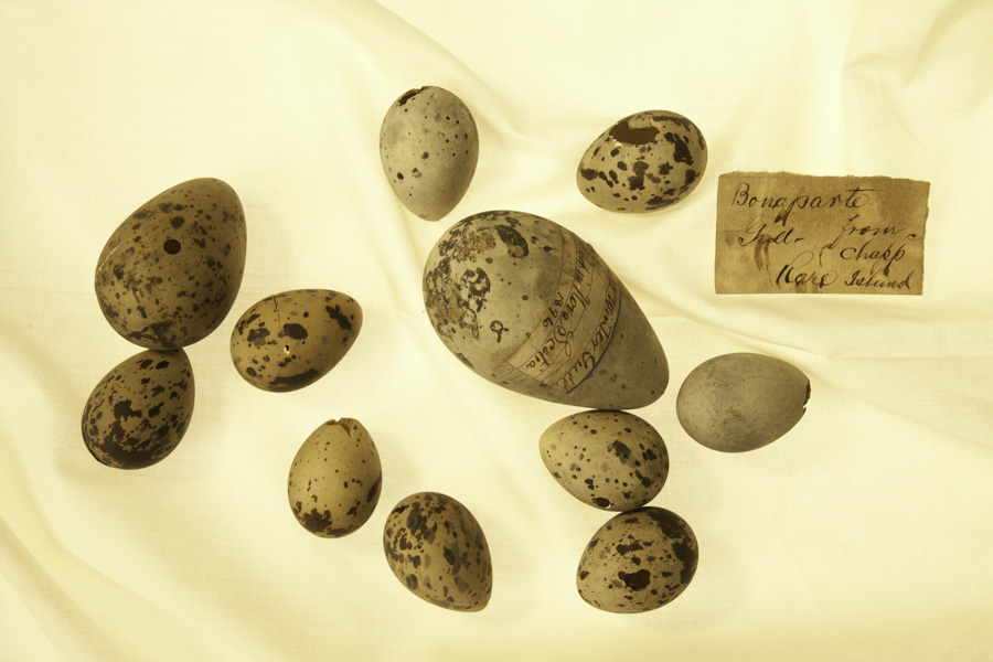Rare Eggs