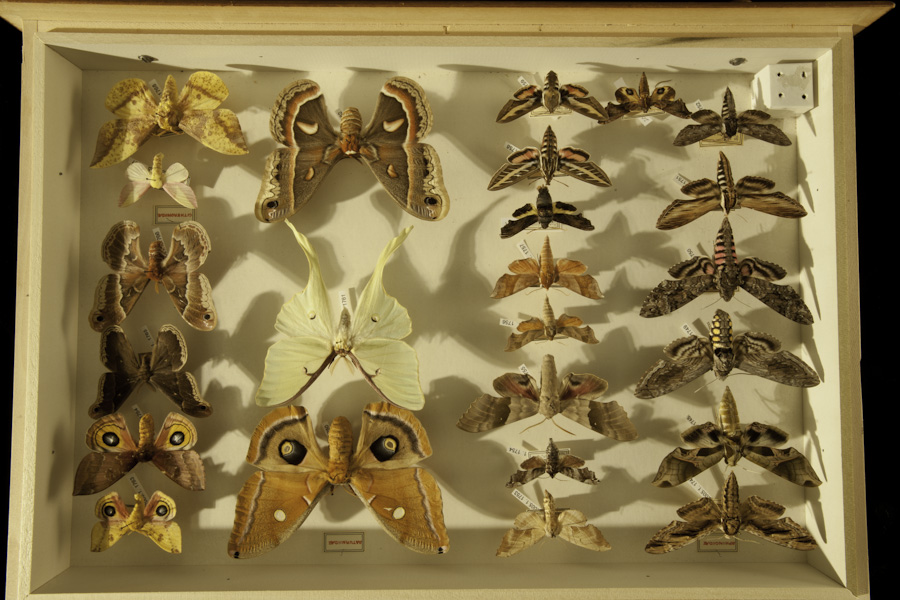 Moth Collection