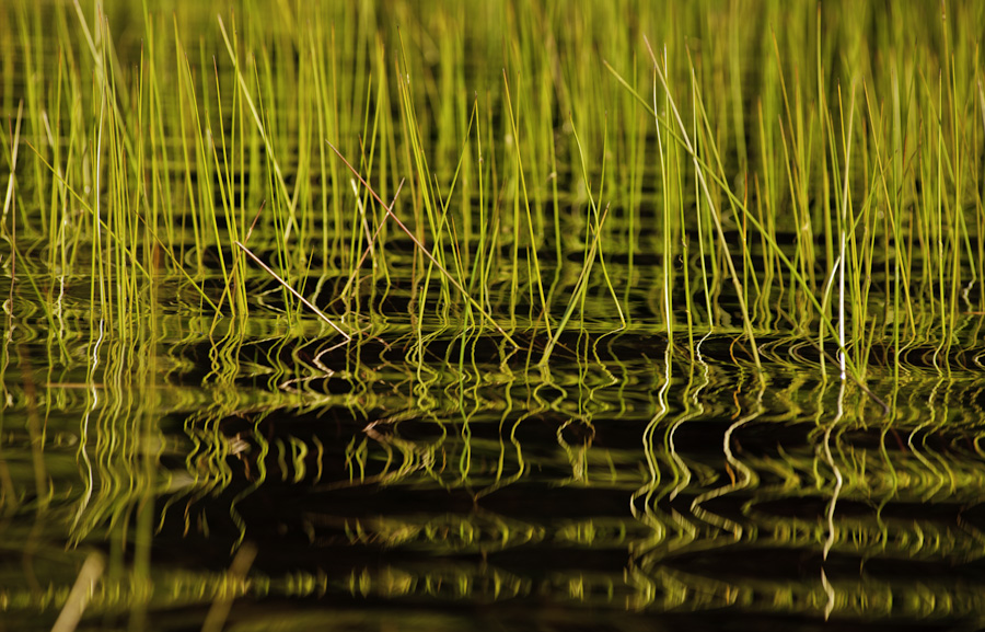 Acadian Lake Reflection 5349