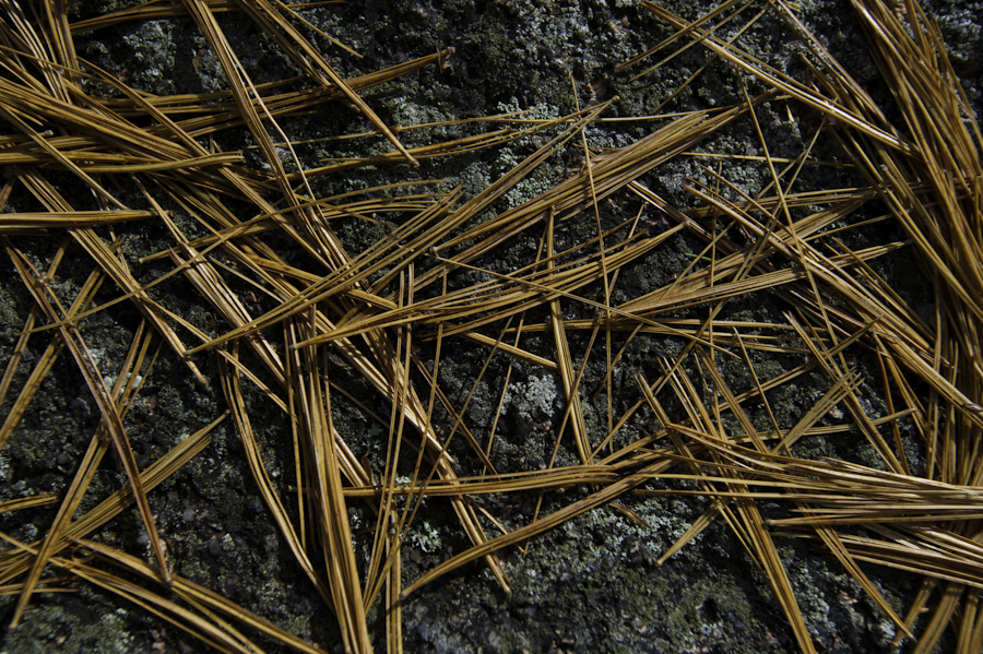 Pine Needle Pattern 8664