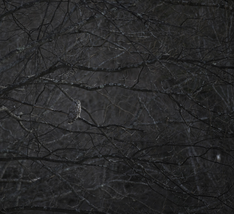 Winter owl 4217