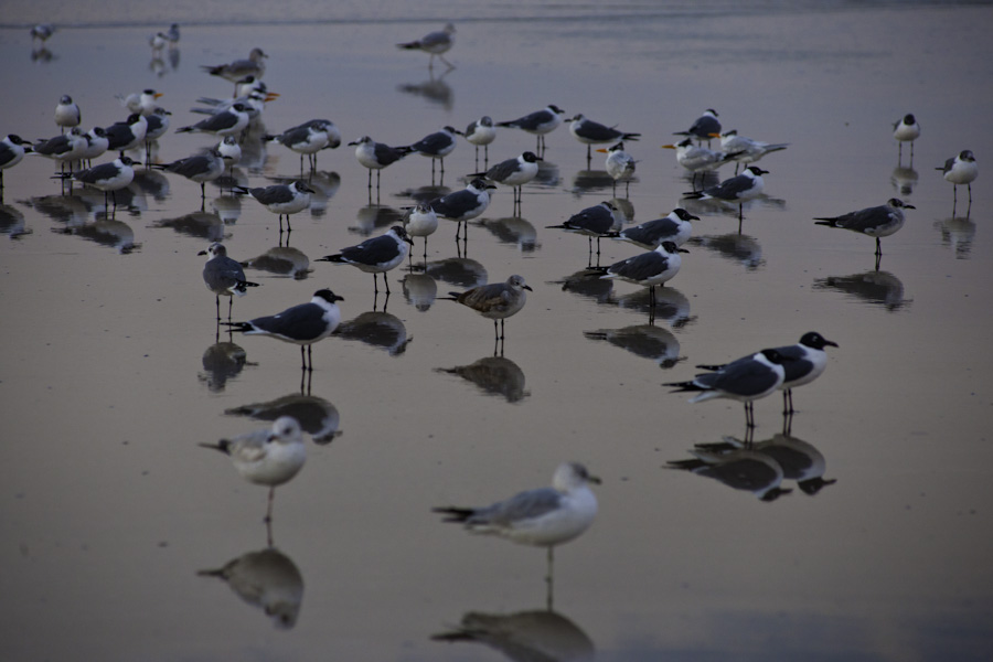 Seagull Arrangement 4931
