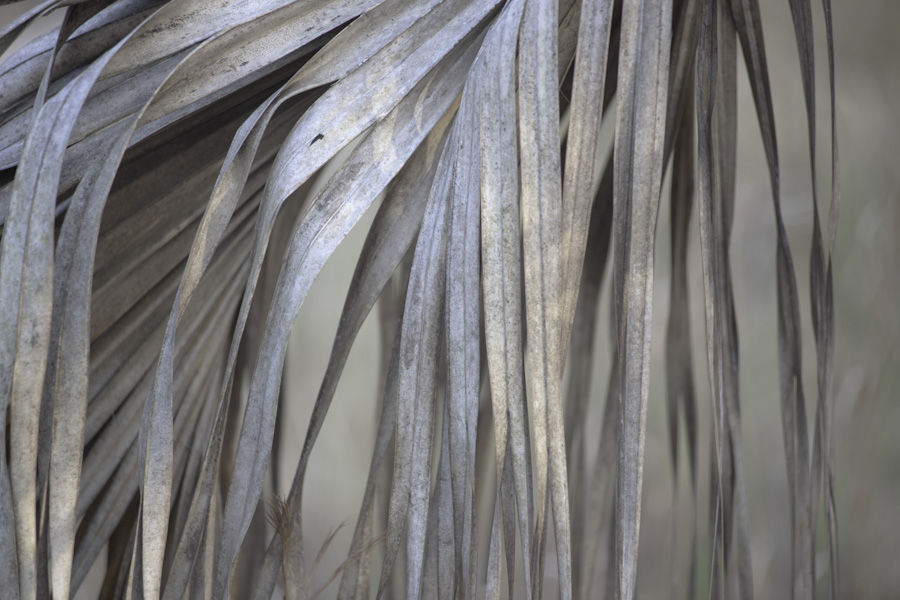 Dried Palm Frond 5038