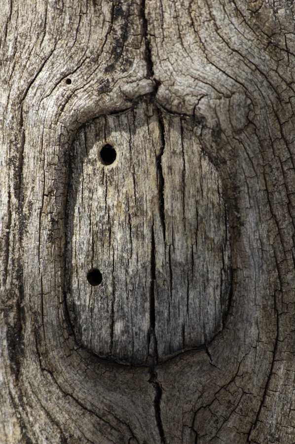 Tree Trunk 0294