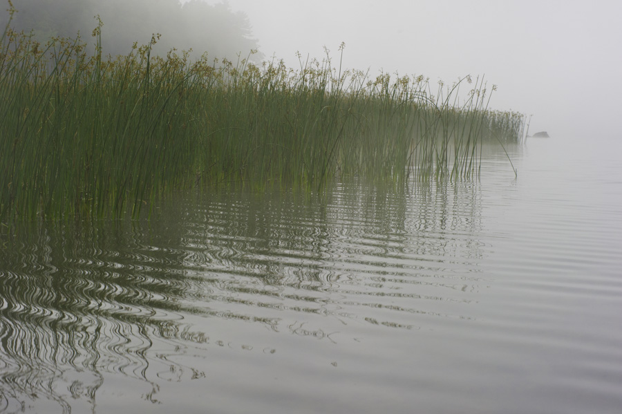 River Reeds 6892