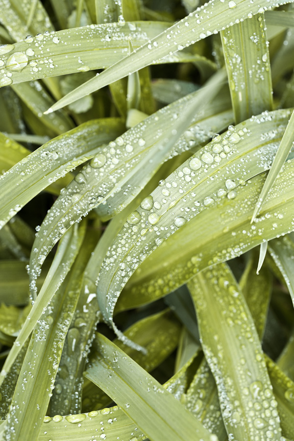 garden Dew 1978