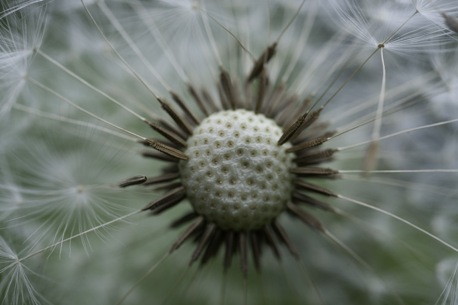 Dandilion 2010