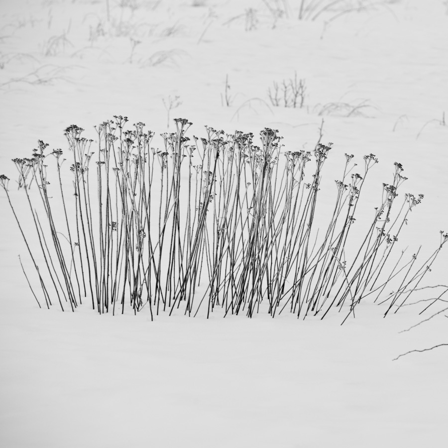 WInter Seedheads 2381