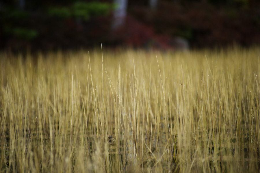 Pond Grass 9555