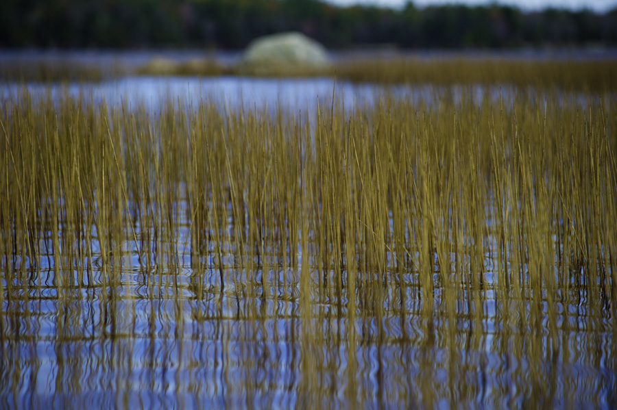Pond Grass 9559
