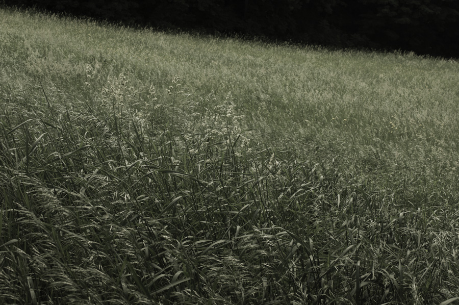 Spring Field 3251