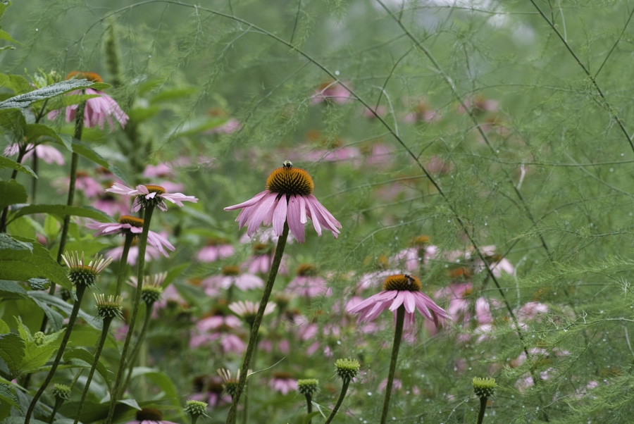 Echinacea 1005