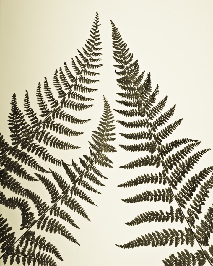 3 Ferns 2686
