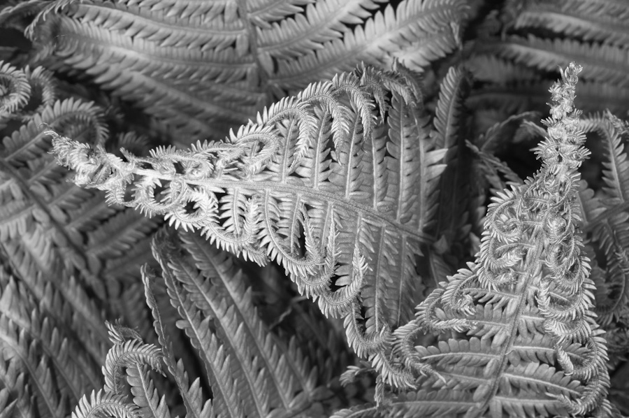 Early Ferns 2792