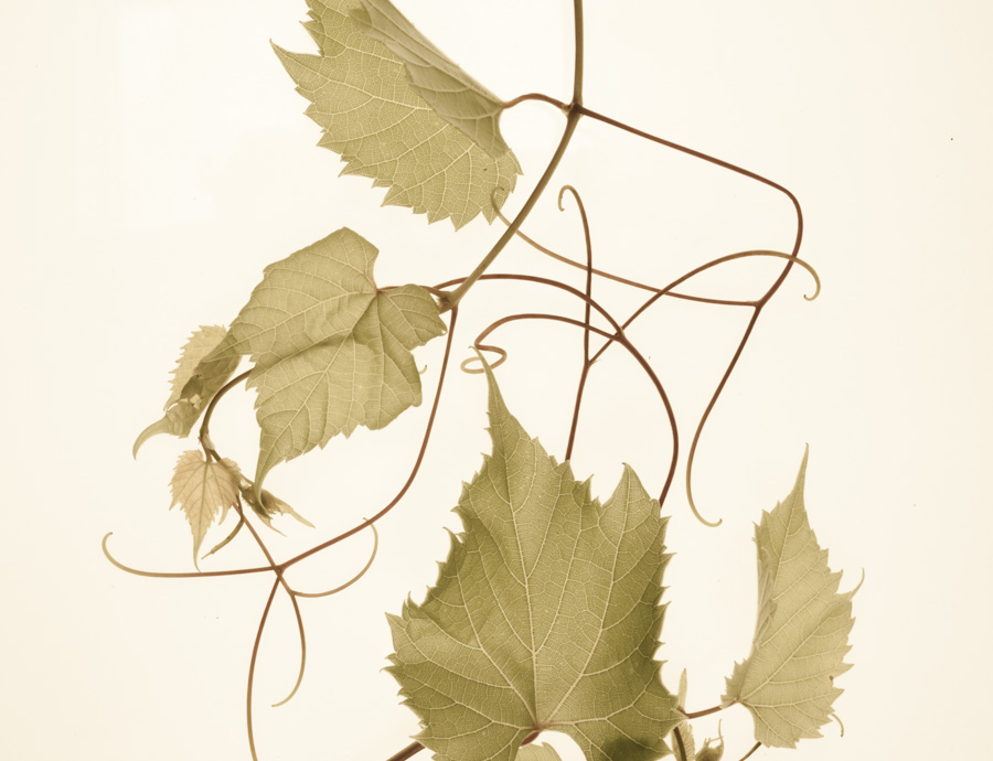 Grape Leaves 2813