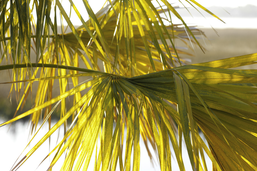 Morning Palm 2550