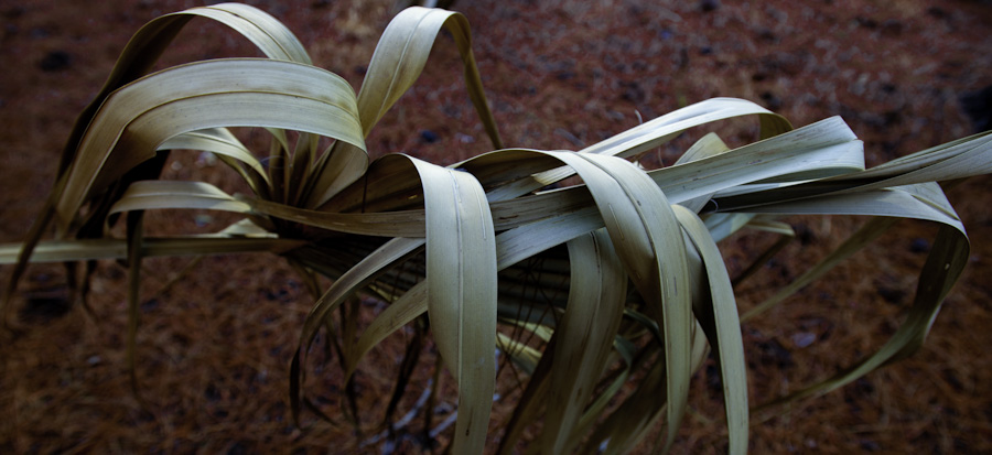 Burned Palm 2613