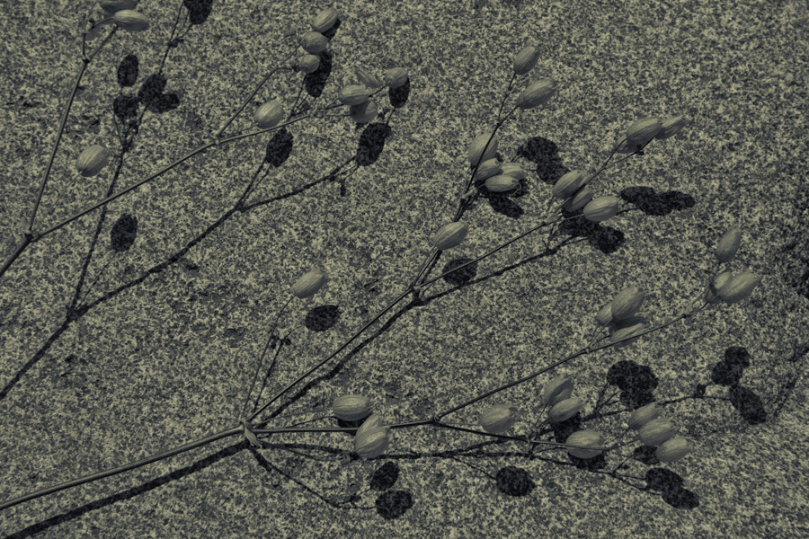 Seedhead 8660