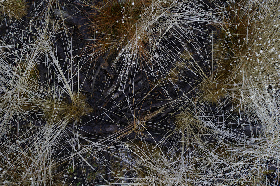 Burned Prairie 8846
