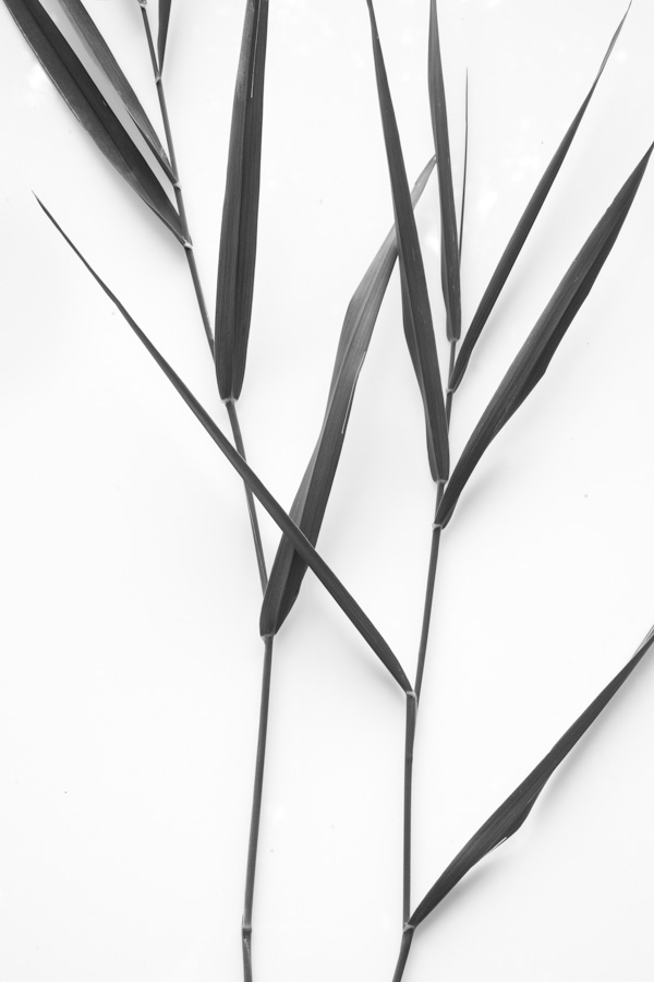 Grass Stems 014