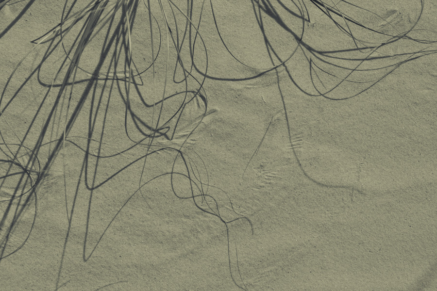 Sea Grass Shadow 5342