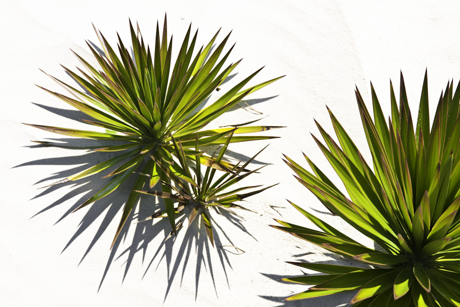 Palmetto Dunes 5384