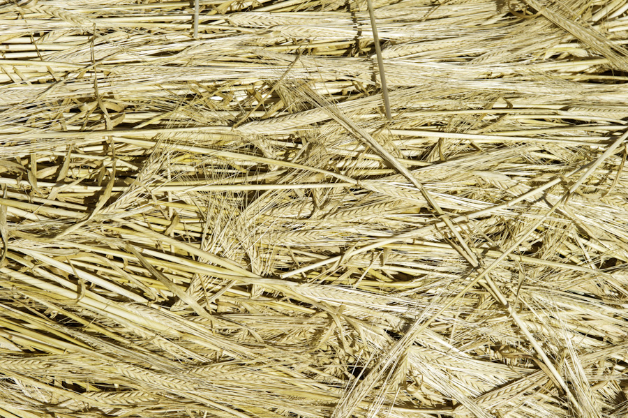 Cut Wheat 6483