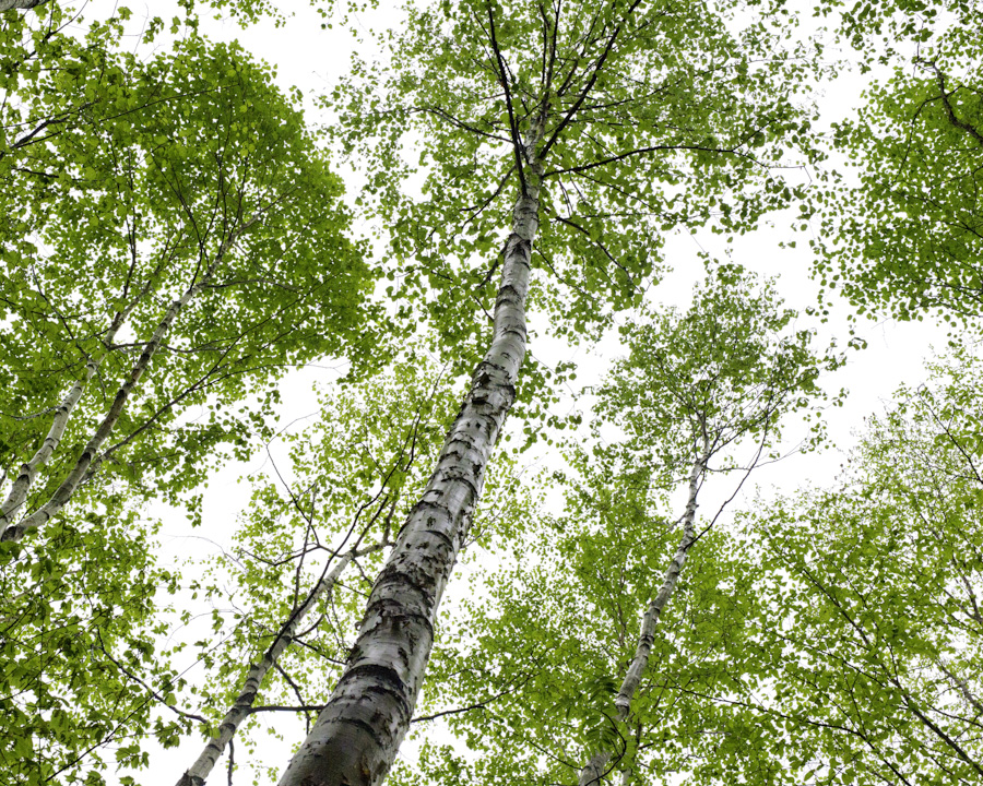Birch Tops 0391