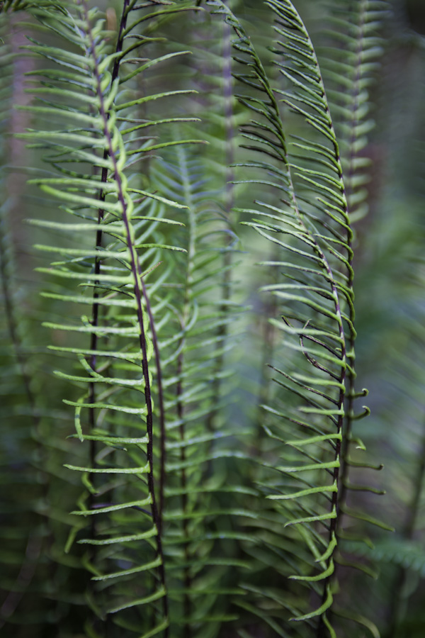 Fern Group 3409