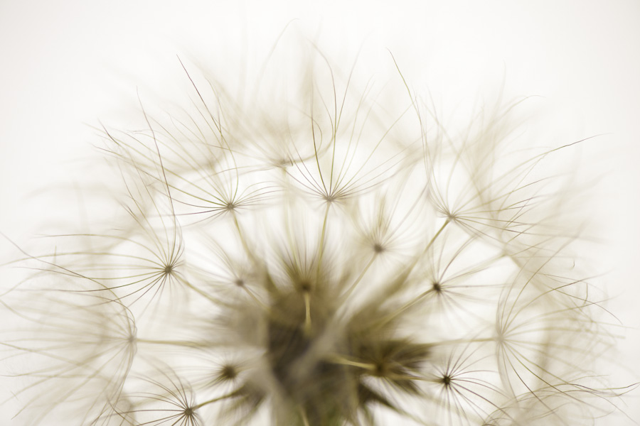 Seedhead 8011