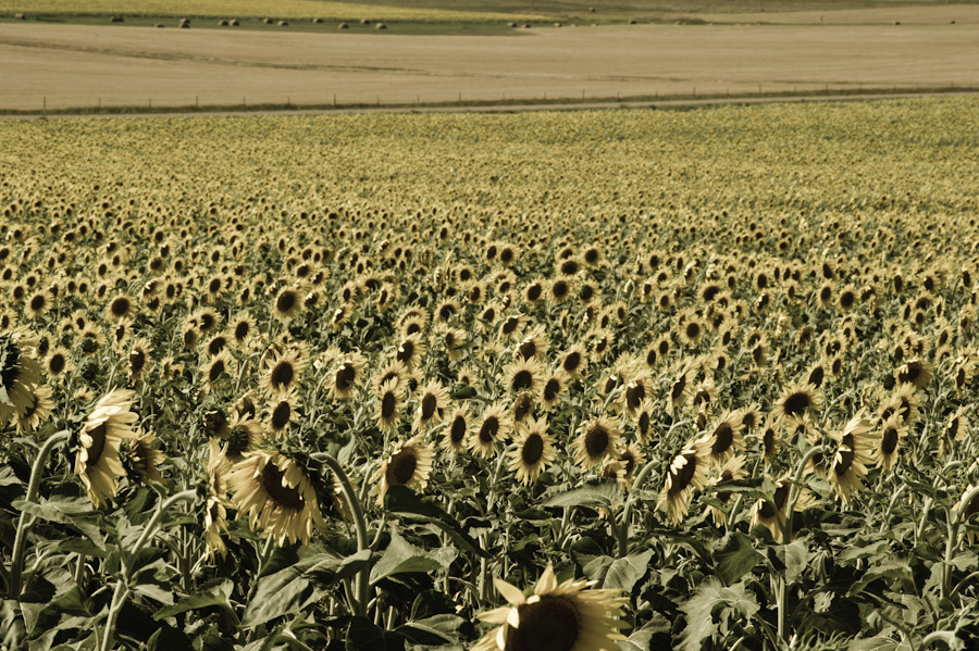 Sunflower Field 5834