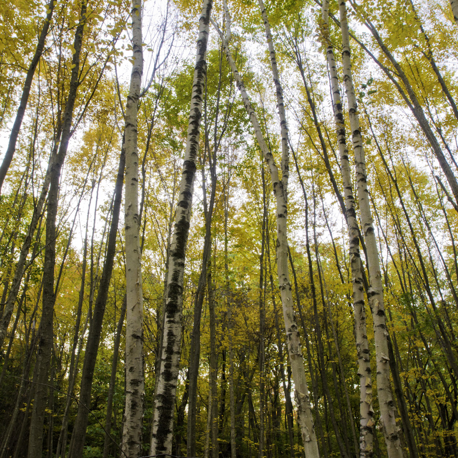 Young Birch 7576