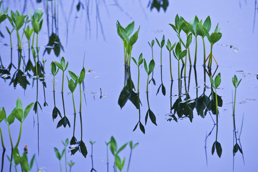 Pond Life 5815