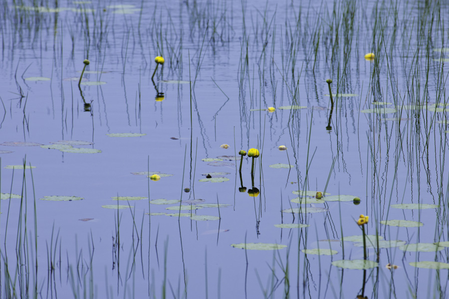 Pond Life 5831