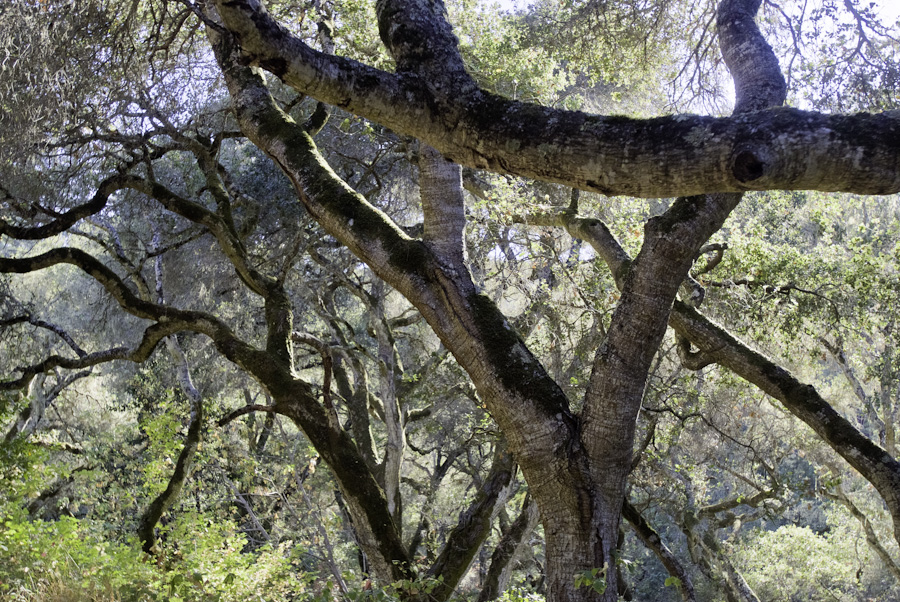 Oak Branches 1243