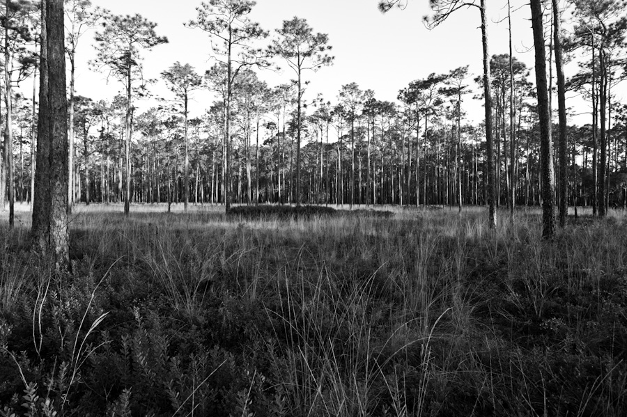 Turp Pines 9340