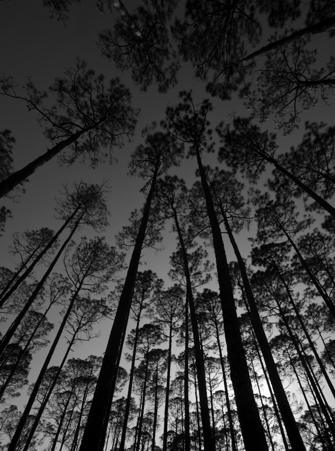 Turp Pines 9505