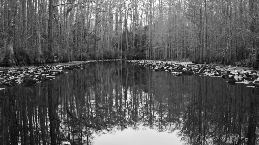 Swamp Passage 9506