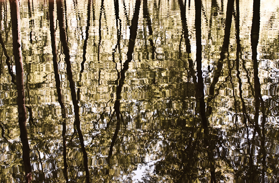 Forest Flood 0963