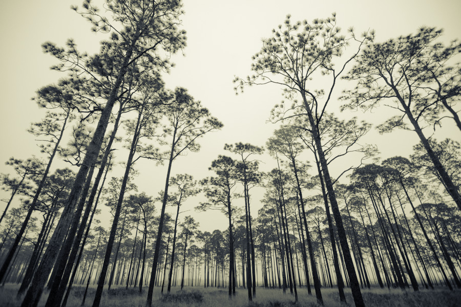 Turp Pines 8953