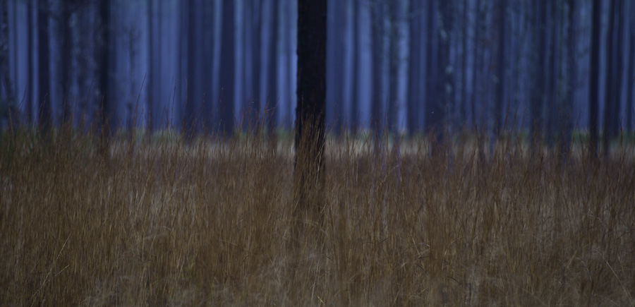 Pines and Fog 9022