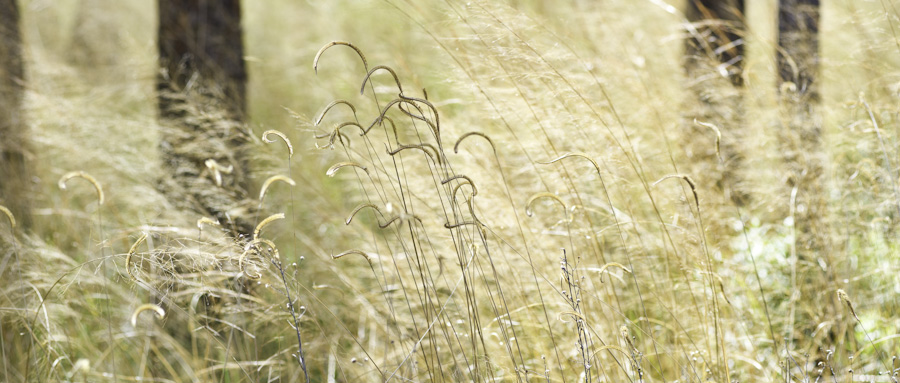 Seedhead 9136